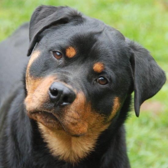 Adult Rottweiler 24